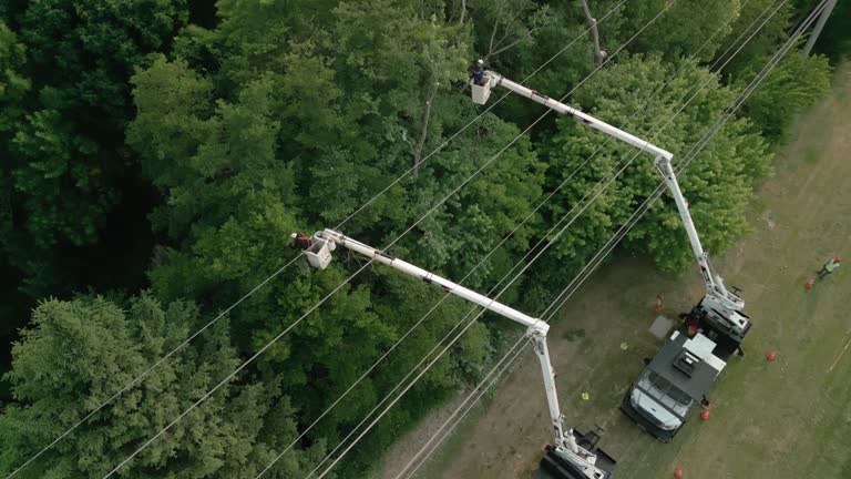 How Our Tree Care Process Works  in Sylvania, GA